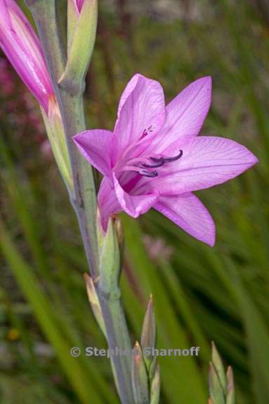 watsonia borbonica ssp ardernei 2 graphic